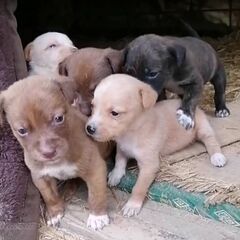 子犬雑種11月18日生まれ