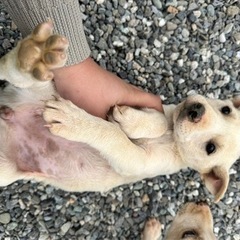 【里親募集中】子犬　日本犬　生後６０日　メス