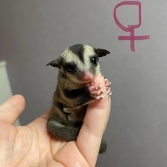 フクロモモンガ赤ちゃん（12月10日頃脱嚢）の画像