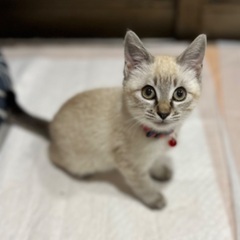 【保護猫】推定3ヶ月の女の子 - 高松市