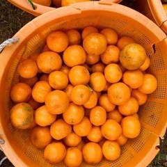 柑橘⑥