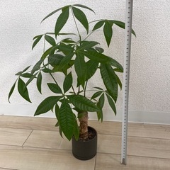 【取引先確定】観葉植物　パキラ　30-40cm