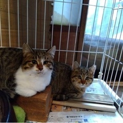 キジ白、雉猫（里親様が決まりました）