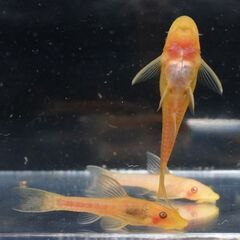 東京都のオトシンネグロの中古が安い！激安で譲ります・無料で  