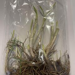 ニラ苗1000本　化学肥料、農薬　栽培期間中未使用（マニュアル付）
