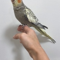 オカメインコお迎えされました(有償) 