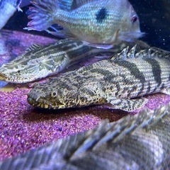 ヤワエンドリ（ナイジェリア便）値下げしました‼️