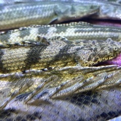 ヤワエンドリ（ナイジェリア便）値下げしました‼️