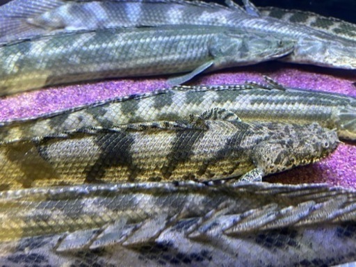 ヤワエンドリ（ナイジェリア便）値下げしました‼️ (まーくん) 蘇原の  