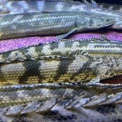 ヤワエンドリ（ナイジェリア便）値下げしました‼️