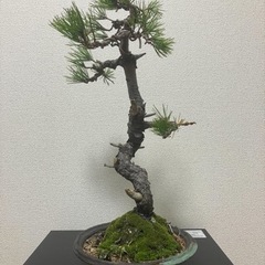 黒松の盆栽になります