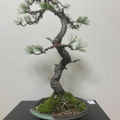 黒松の盆栽になります