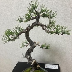 黒松の盆栽になります