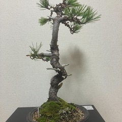 黒松の盆栽になります