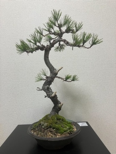 黒松の盆栽になります