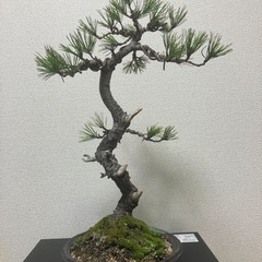 黒松の盆栽になります