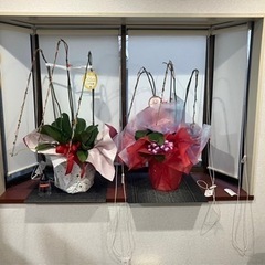 胡蝶蘭2鉢と観葉植物1鉢