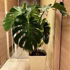 観葉植物　モンステラ9号鉢