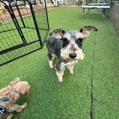 【飼い主様決まりました】Mシュナウザーのめぐちゃん🎀