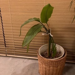 観葉植物