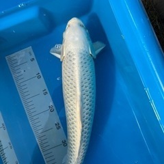 錦鯉　プラチナ松葉