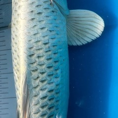 錦鯉　プラチナ松葉