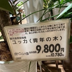 【観葉植物】ユッカ(青年の木)植木鉢付き
120cm