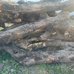 薪ストーブ　ソロキャンプ　柿の木