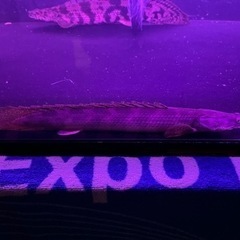 PO.アンソルギー