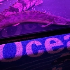 PO.アンソルギー