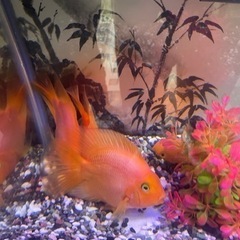 DC スノーボード  ウエアジャケットSサイズ-水槽セット写真の全て魚付き3万円