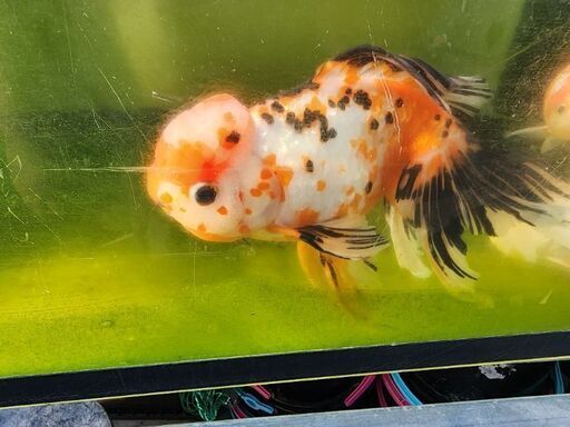 金魚【東錦】