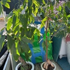 観葉植物あげます