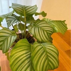 カラテア　オルビフォリア　観葉植物