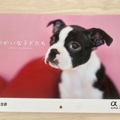 犬　カレンダー