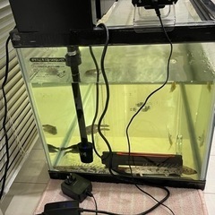 値下げ交渉可！90cm水槽☆