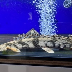 ポリプテルスエンドリケリーロングフィン約30cm