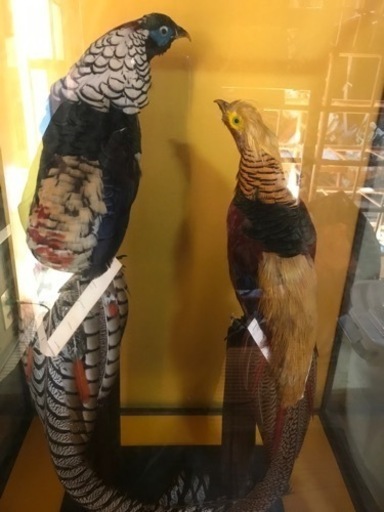 尾長鶏」の剥製