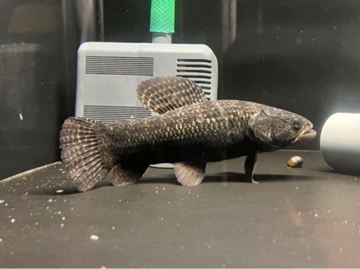 最終値下げ　ブラックタライロン　ペルー産　熱帯魚