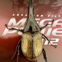 ヘラクレスヘラクレス♂♀＋詰め合わせ【完売御礼】