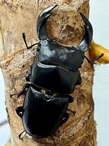 ヘラクレスヘラクレス♂♀＋詰め合わせ【完売御礼】 - その他 