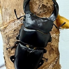 ヘラクレスヘラクレス♂♀＋詰め合わせ【完売御礼】