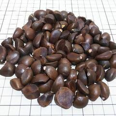 椿の実 椿の種 約100g 100個前後