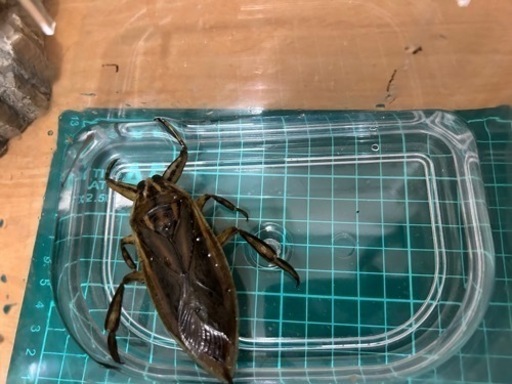 タイワンタガメ
