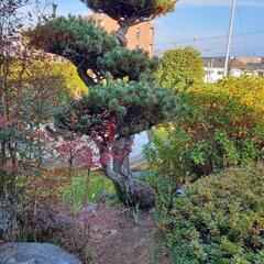 梅、松配達無料サービス