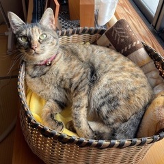 オール手編みのねこちぐら♪丸カゴ型