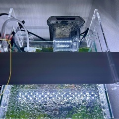 【最終値下げ】生態含む水槽一式（25センチキューブ）