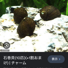 【最終値下げ】生態含む水槽一式（25センチキューブ）