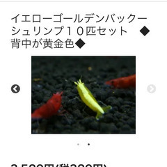 【最終値下げ】生態含む水槽一式（25センチキューブ）