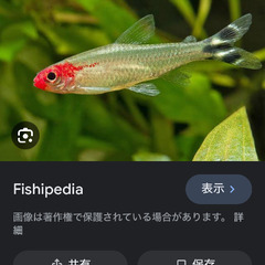 【最終値下げ】生態含む水槽一式（25センチキューブ）